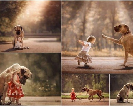 Стига! Пловдивчани вече не искат да търпят някой да им трови кучетата! ПЕТИЦИЯ