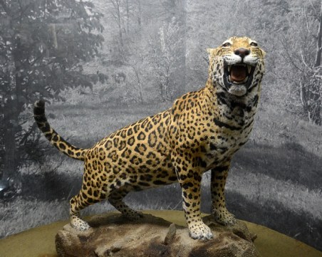 Ягуар  дебне пловдивчани в Природонаучния музей