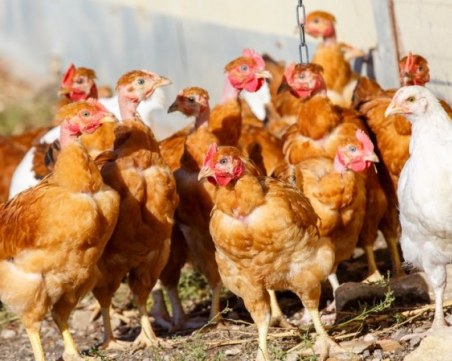 26 огнища на Инфлуенца по птиците са потвърдени в 5 области, сред тях е и Пловдив