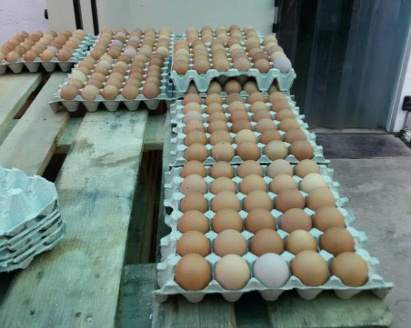 90 000 броя яйца са унищожени от БАБХ през октомври