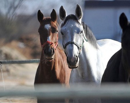 Заловиха контрабандни коне на Дунав мост