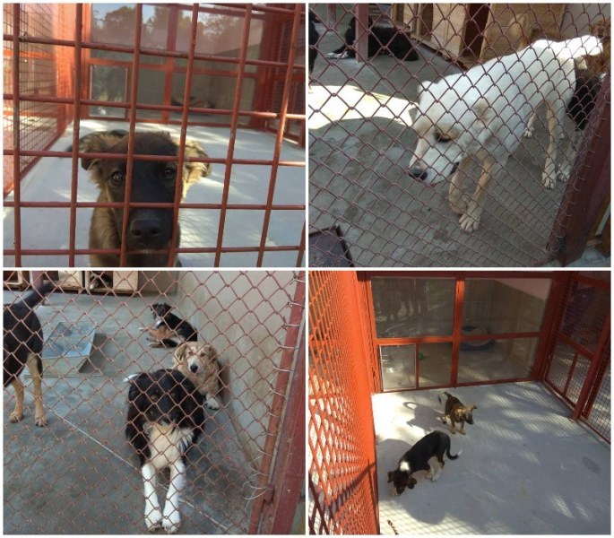 Държавата дава на Пловдив бивш парцел на МВР за разширяване на кучешкия приют