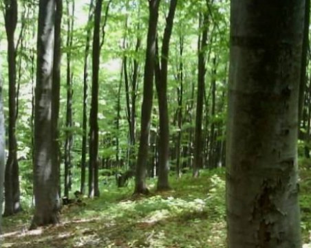 50-годишна гора край Пазарджик била изсечена напразно