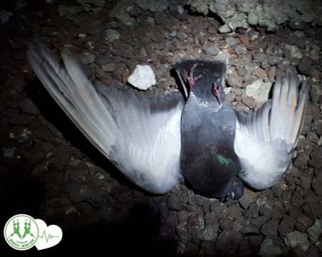 Гълъбите на тавана - напаст или жертва на човешката жестокост? Вие кажете! СНИМКИ