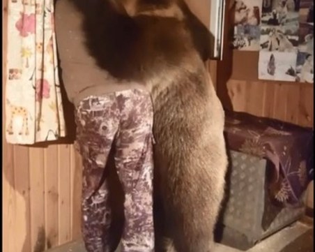 Мечешка прегръдка разтопи сърцата в интернет ВИДЕО