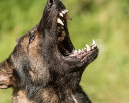 Агресивно куче нахапа зверски столичанка