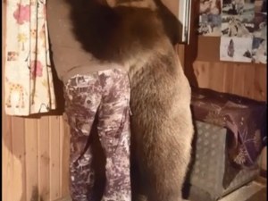 Мечешка прегръдка разтопи сърцата в интернет ВИДЕО