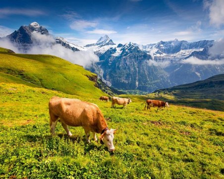 В Швейцария решиха: кравите остават без рога