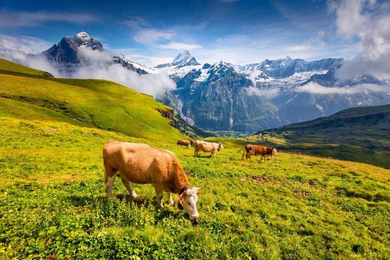 В Швейцария решиха: кравите остават без рога