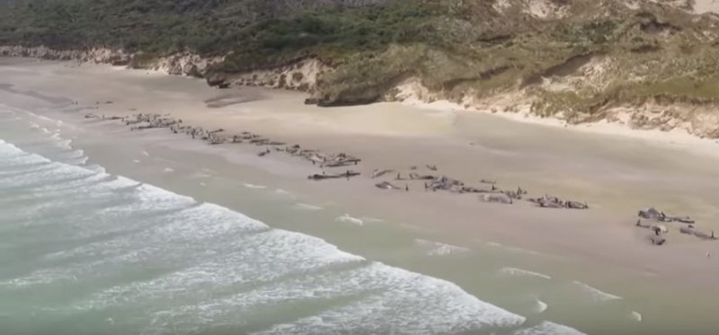 140 кита са открити мъртви по плажа на залива Мейсън ВИДЕО
