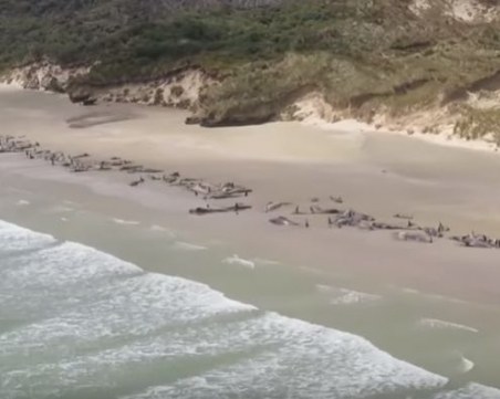 140 кита са открити мъртви по плажа на залива Мейсън ВИДЕО