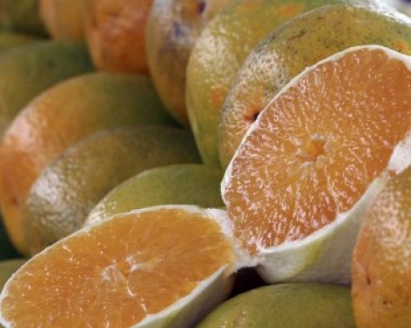 Търговци превръщат цитрусови плодове в зрели с бои