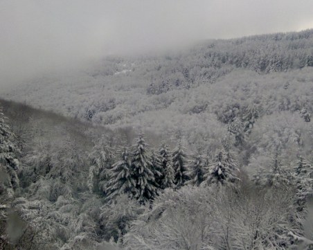 Двама души се изгубиха в гора! Полиция и пожарникари ги издирват