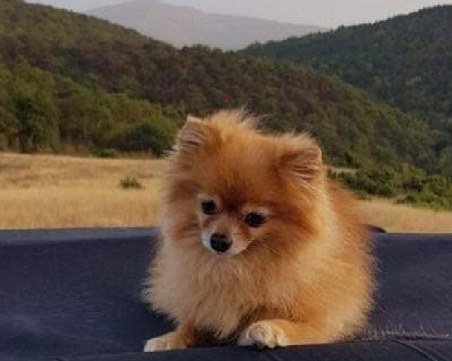 Мини померанът Ру се изгуби в Първенец! Стопаните предлагат възнаграждение СНИМКИ