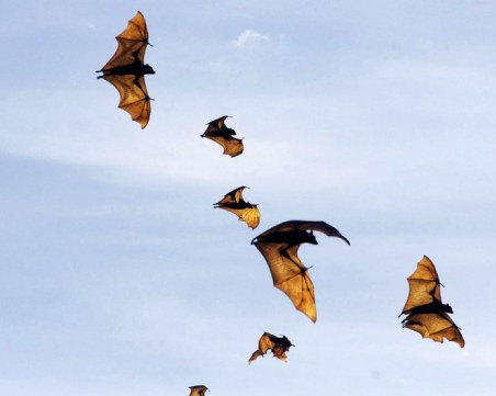 Над 3500 летящи лисици загинаха в Австралия заради високите температури