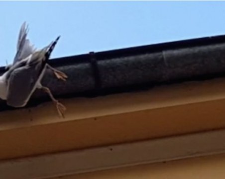 Пловдивски пожарникар спаси гларус, заклещен на покрив