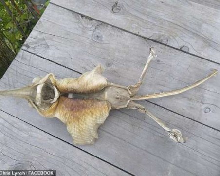 Мистериозно същество изплува на плажа, сметнаха го за извънземно