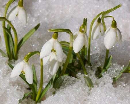 Кокиче цъфна в Смолян