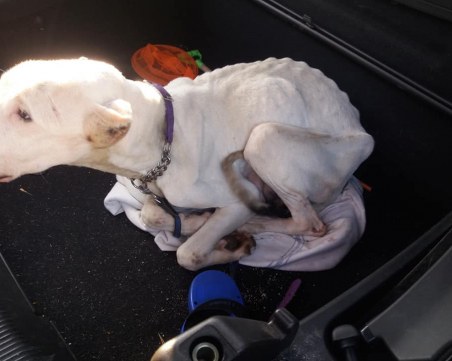 Жена спаси изоставено Дого Аржентино, превърнало се в истински скелет СНИМКИ