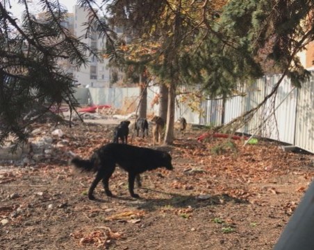 Глутница кучета нападнаха майка с дете в София