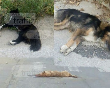 Пловдивчани искат камери и охрана на площадките за кучета