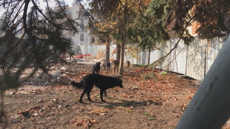 Глутница кучета нападнаха майка с дете в София