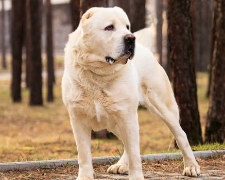 Мъж застреля три кучета порода алабай, арестуваха го