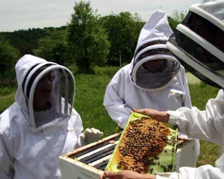 Пчелари от цялата страна скачат на протест