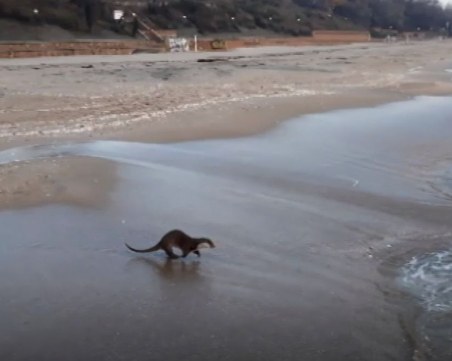 Видра се засели на плаж в Бургас