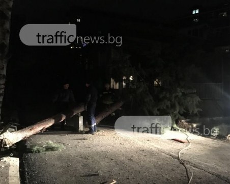 11-метров бор се стовари в центъра на Пловдив, по чудо няма жертви СНИМКИ