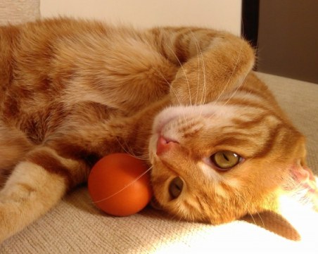 Любимата ви порода котка издава какви сте