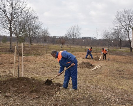 Разширяват с още 100 фиданки парк “Лаута“