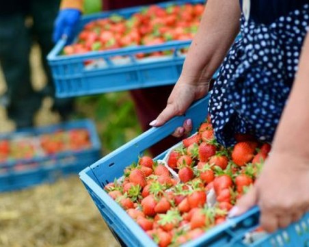 Търсят се 800 кандидати за бране на ягоди в Испания