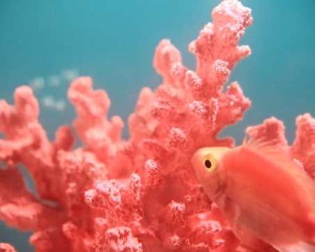 Ето кой ще е цветът на 2019 година