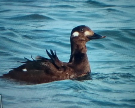 Световно застрашен вид патици се появиха в България