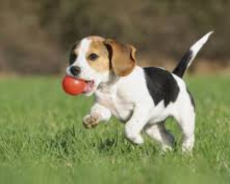 Приключват кампании в подкрепа на собствениците на домашни кучета и котки