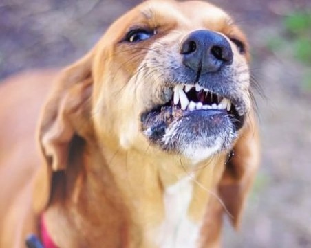 Арестуваха 41-годишен мъж застрелял кучето на съседа си в Пазарджишко