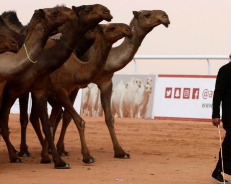 Абу Даби създава полицейски патрули, придвижващи се с камили