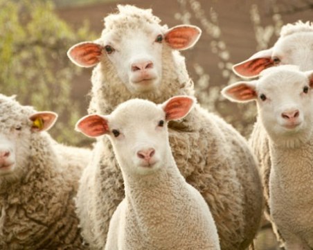 Ку-треска е открита по овце във Видинско, заразен е и мъж