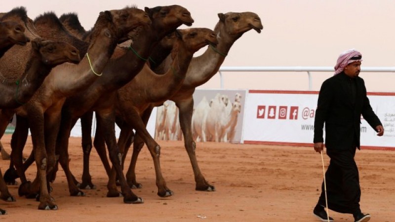 Абу Даби създава полицейски патрули, придвижващи се с камили