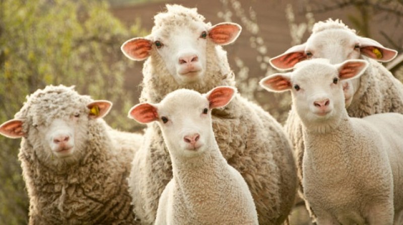 Ку-треска е открита по овце във Видинско, заразен е и мъж