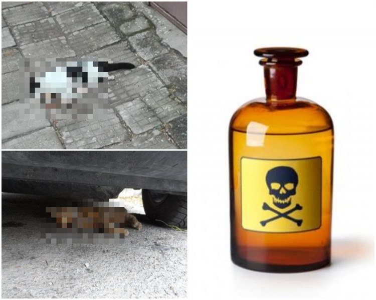Пловдивчани, внимавайте за децата и кучетата! Разхвърлиха отрова в Съдийски, няколко котета издъхнаха
