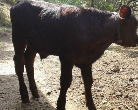 Куриоз: Пловдивчанин открадна 350-килограмово животно и го разфасова, кучета го надушиха