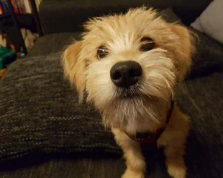 Благотворителен коледен базар за бездомни животинки организират в Капана