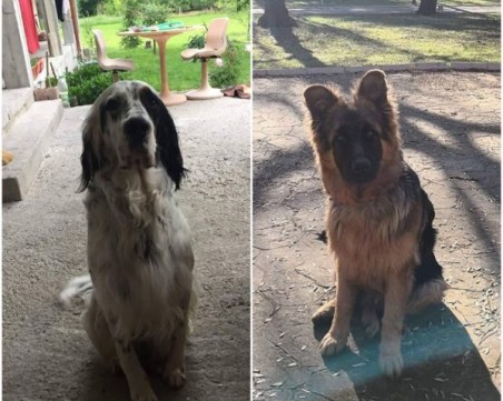 Щастие! Стопани намериха изгубените в Хисаря Бари и Рекс