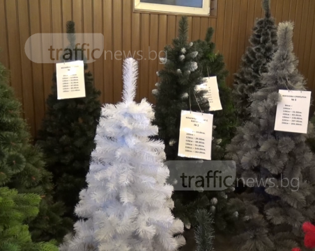 Елхи от Раковски завладяха китайския пазар СНИМКИ+ВИДЕО