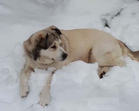 Мая се загуби край Пловдив, виждали ли сте я? СНИМКА