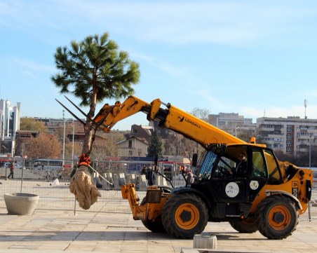Спасителна мисия: Местят пиниите от площад 