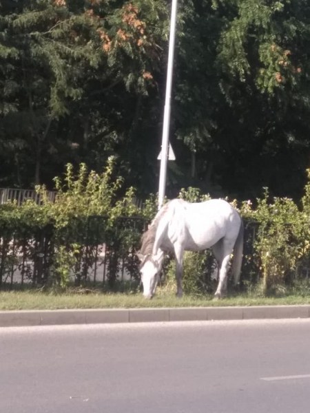 Младеж задигна кобила и конче край Пловдив, спипаха го