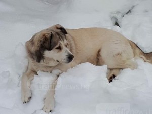 Мая се загуби край Пловдив, виждали ли сте я? СНИМКА